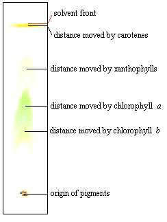 pigments rf pigment separation leaves calculate chromatographic strip